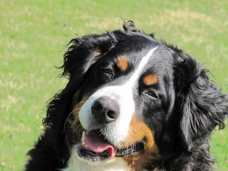 Image of K9Raw - Bernese Mountain Dog.