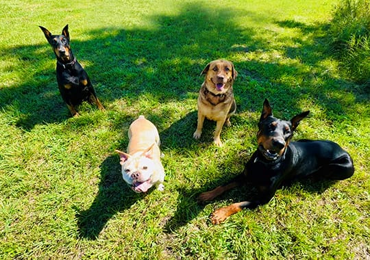 Image of the K9Raw Riley dogs.